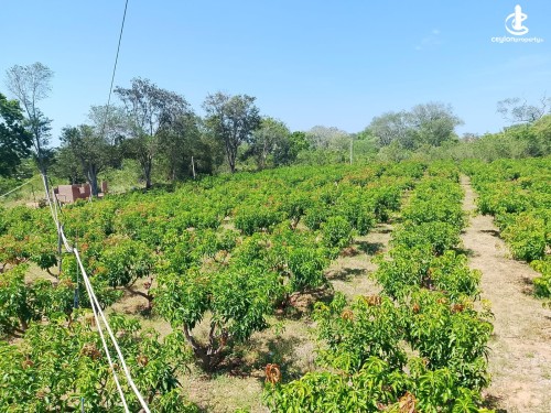 Land for Sale in Thanamalwila - Wellawaya - Thanamalwila 04 Acres of Cultivated Land for Sale