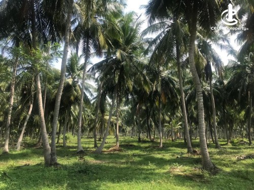 Land for Sale in Chilaw - Land for Sale in Chilaw