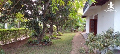 Land for Sale in Nikaweratiya - Land for Sale in Nikaweratiya