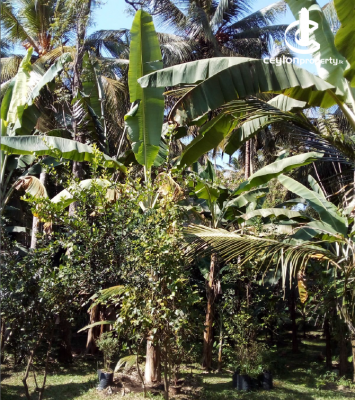 Land for Sale in Kurunegala - Land for Sale in Kurunegala - Bogamuewa Road