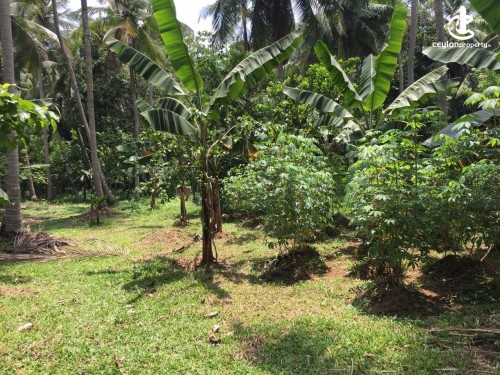Land for Sale in Polgahawela - Land for Sale in Polgahawela