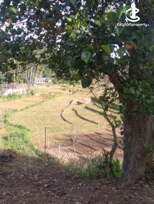 Land for Sale in Bandarawela - Land For Sale in Bandarawela, Ettampitiya road