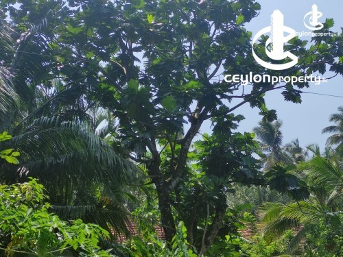 Land for Sale in Kalutara - Land for sale in Kalutara