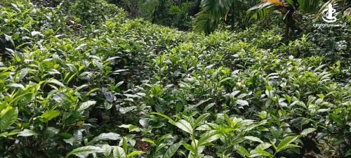 Land for Sale in Kegalle - Tea Land For Sale in Kegalle