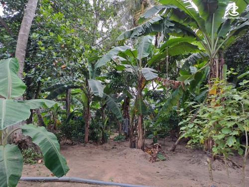 Land for Sale in Katunayake - 60 Perches Valuable Land For Sale In Katunayake