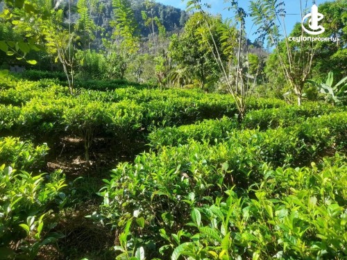 Land for Sale in Kithulgala - Valuable Land For Sale in Kithulgala,Ganepalla