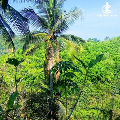 Land for Sale in Galagedara - 40-Acre Tropical Estate for Sale – Galagedara