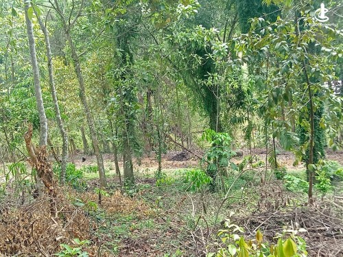 Land for Sale in Horana - Prime 280 Perch Land for Sale – Seethadola, Horana