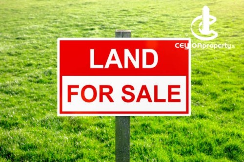 Land for Sale in Tangalla - Valuable Cultivation Land for Sale – Tangalla