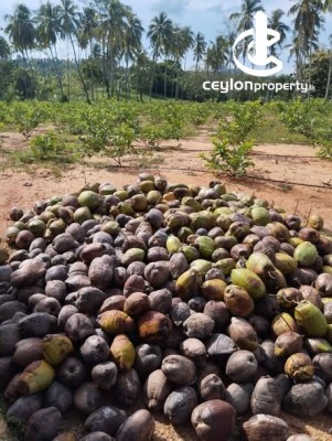 Land for Sale in Kurunegala - Highly Developed Agricultural Estate for Sale – Kurunegala