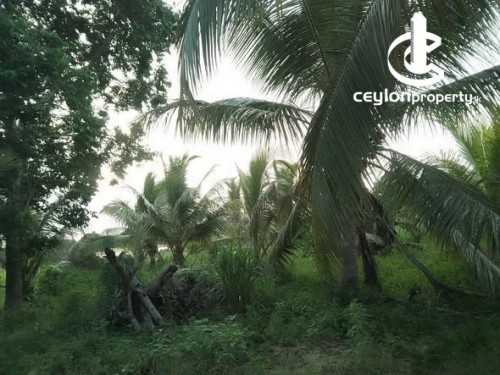 Land for Sale in Anamaduwa - Coconut Land for Sale – Anamaduwa