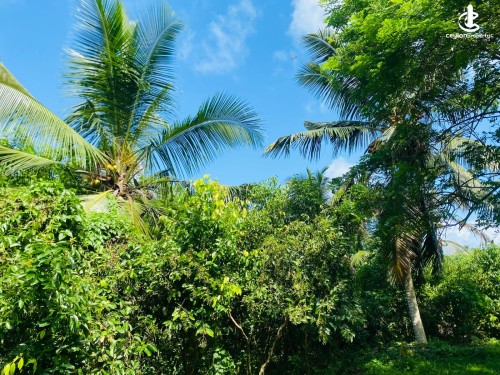 Land for Sale in Hikkaduwa - Land for Sale in Majuwana