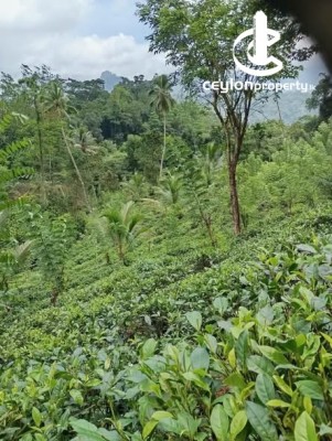 Land for Sale in Avissawella - Income-Generating Agricultural Estate with Partially Completed House for Sale – Near Nawa, Av…