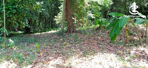 Land for Sale in Gampaha - 75 PERCHES OF PRIME LAND FOR SALE – GAMPAHA