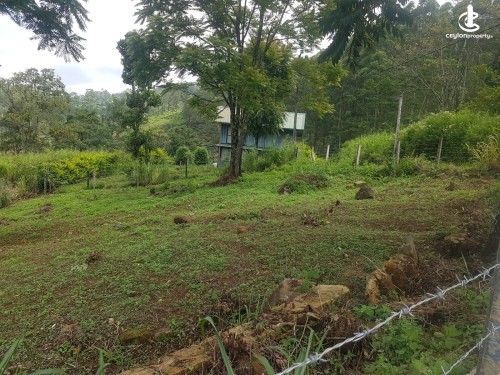 Land for Sale in Nuwara Eliya - 20 PERCHES OF LAND FOR SALE – GLENLOCH, RAMBODA, NUWARA ELIYA