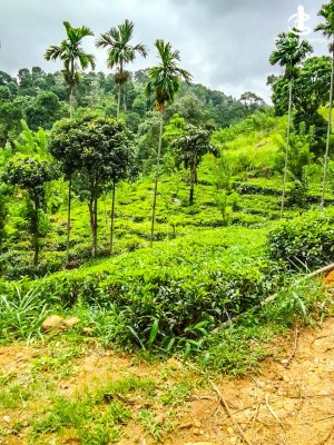 House for Sale in Matale - 30 acres tea land with Bungalow for sale