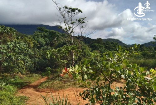 Land for Sale in Piliyandala - Bare Land Bolgoda Lake Madapatha Piliyandala 150 Perch For Sale