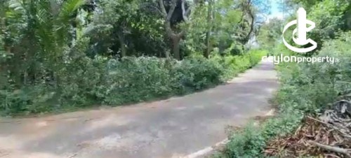Land for Sale in Hambantota - Tangalle Agricultural Estate of 80 Acres For Sale.
