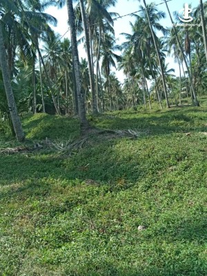 Land for Sale in Katana - Katana Kandawala 19 Acres Full Bearing Coconut Estate For Sale