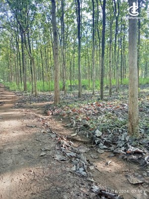 Land for Sale in Dambulla - 1 Acre valuable Teak land for sale in Dambulla