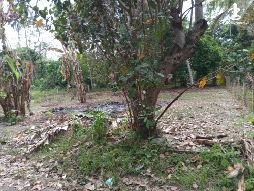 Land for Sale in Negombo - Land for Sale Katuwallegama, Negombo