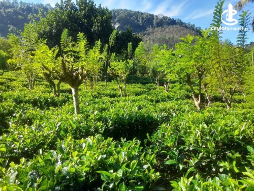 Land for Sale in Kithulgala - Valuable Land For Sale in Kithulgala,Ganepalla