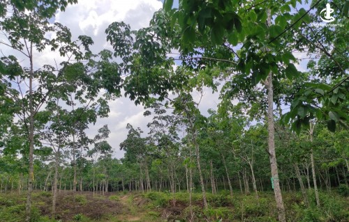 Land for Sale in Welipenna - 6 Acre Land For Sale in Welipanna