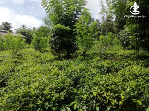 Land for Sale in Matugama - Land For Sale in Badugama Matugama.